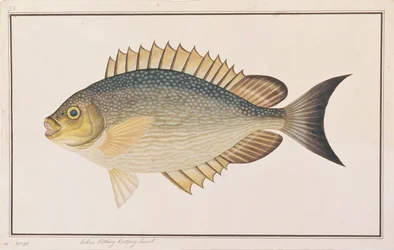 Kaninfisch, aus Zeichnungen von Fischen von Malakka, ca. 1805-18